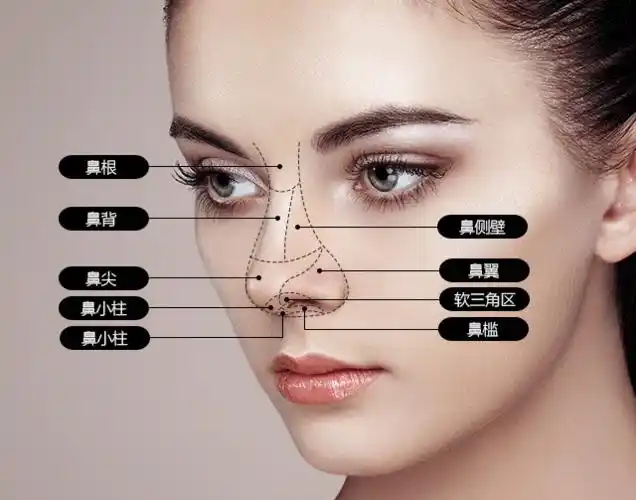 骨是硬骨,侧鼻软骨下方有鼻中隔软骨支撑,这两个部位都有很强的支撑力