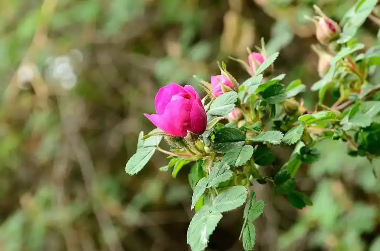 一组花卉习作——刺梅蔷薇