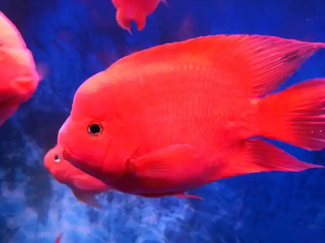 鹦鹉鱼玩家 - 龙巅鹦鹉鱼