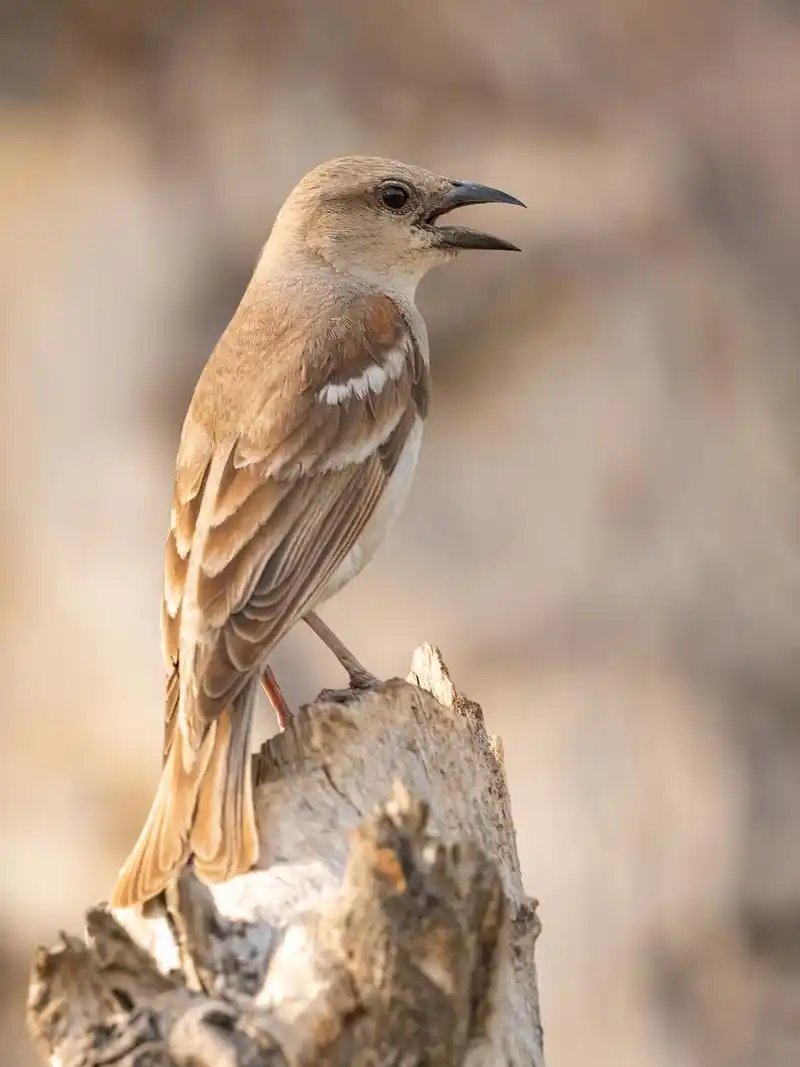 莺科小型鸟以它秀美的身姿.