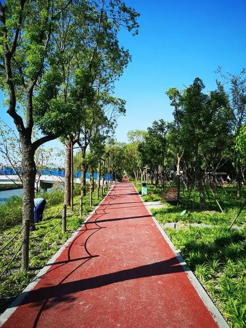 笔直的香樟大道非常适合散步