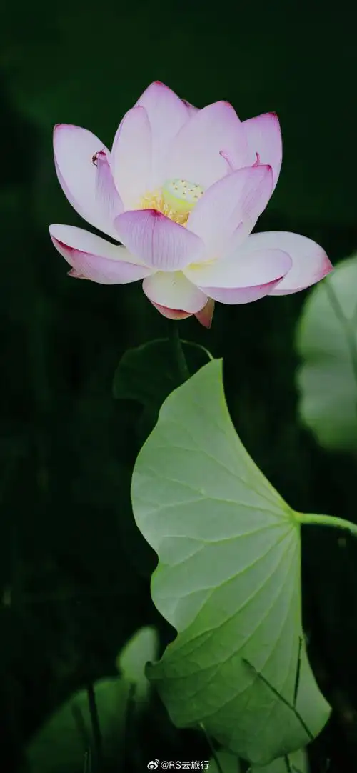 壁纸 花 桌面 690_1493 竖版 竖屏 手机