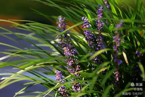 清新淡雅的麦冬花