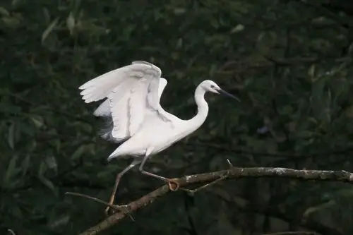 《白鹭系列之六 》 一组连续动作.