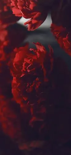 红色壁纸木mua心