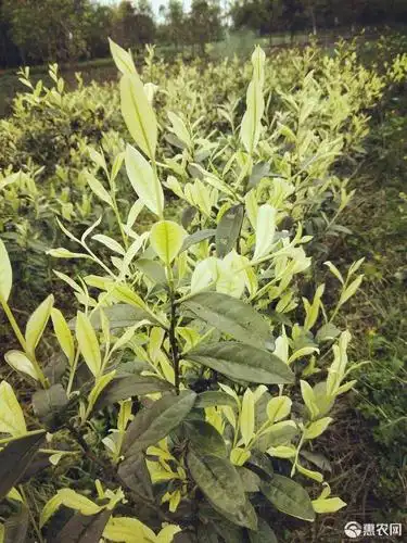 奶白茶树苗 奶白茶苗,安吉奶白茶苗