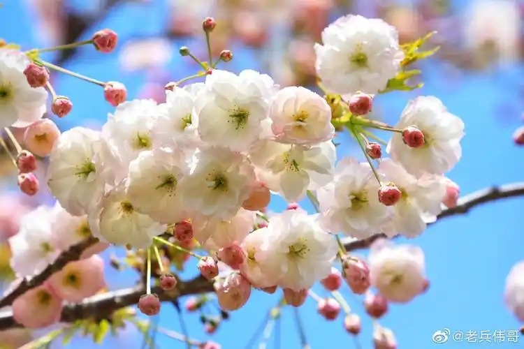 旅顺樱花季盛花期已至更美的复瓣樱花全面上线