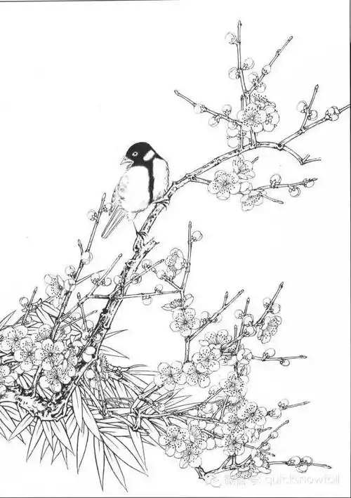 超实用的国画教程教你五步画工笔梅花附白描稿