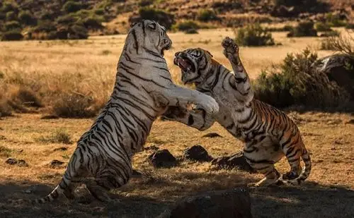 组图两头母老虎南非打架争领地白虎胜黄虎4