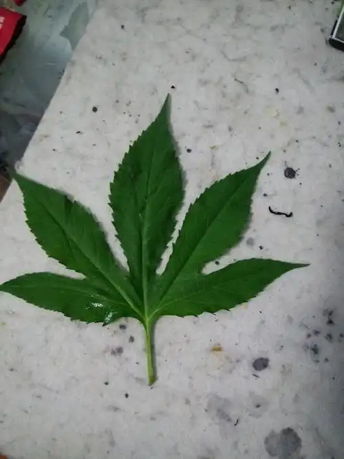 掌状裂叶对生 直立上部分支 茎叶被毛 成株高1-2米 北方路边常见 请问