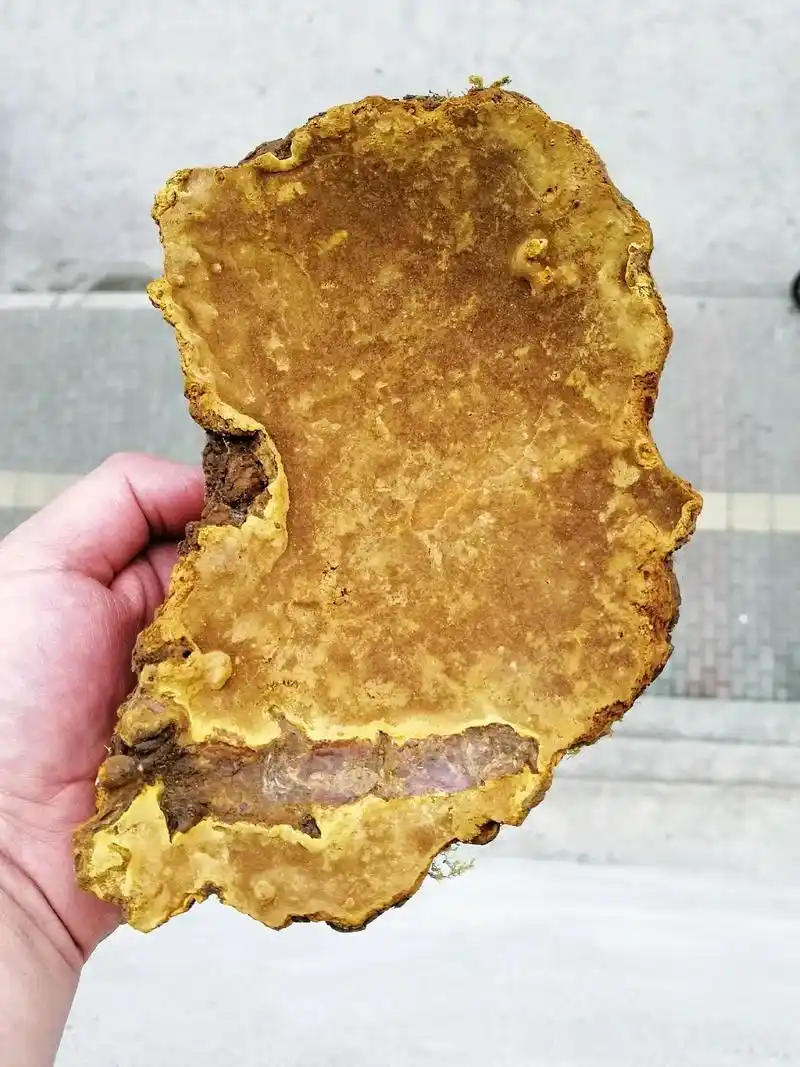 性价比之王边缘破损的西藏野生桑树桑黄