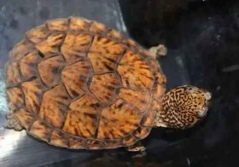 虎纹麝香龟的苗子饲育,有什么不同?