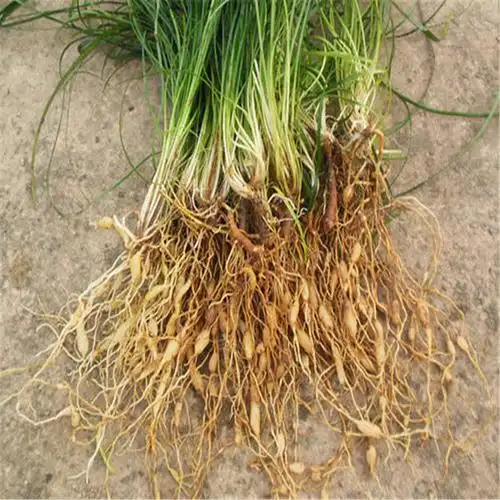 麦冬苗批发厂家绵阳馨航出售麦冬苗