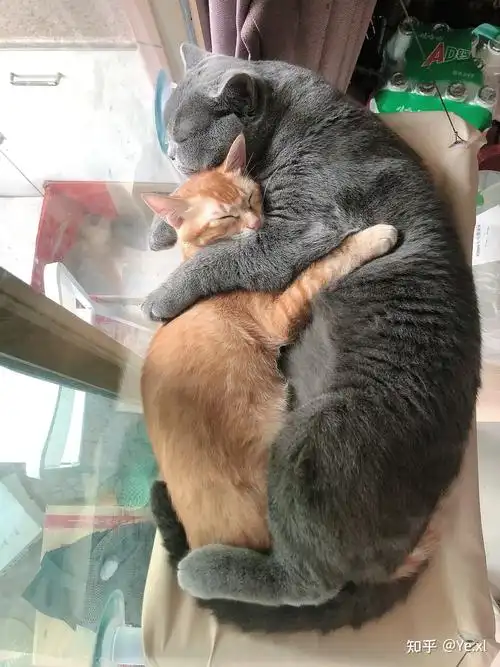 蓝猫和橘猫可以杂交吗如果可以的话有实际案例吗