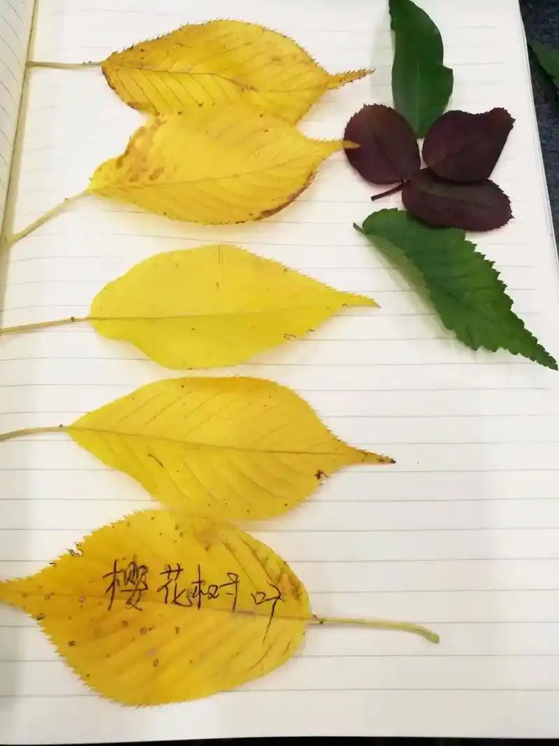 科学公益活动四 自制树叶标本 - 抖音