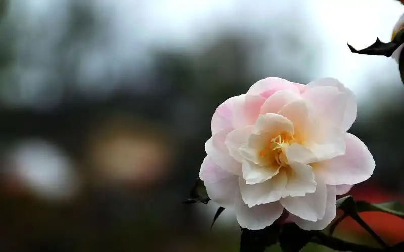 美丽的茶花桌面壁纸_淡雅清香真迷人_风景壁纸