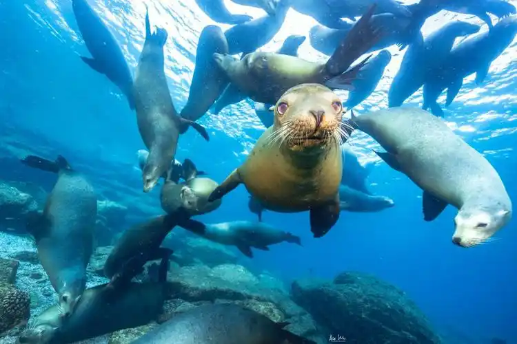 海洋摄影探索蓝色的神秘水下世界