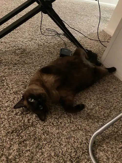 暹罗猫比糊大赛