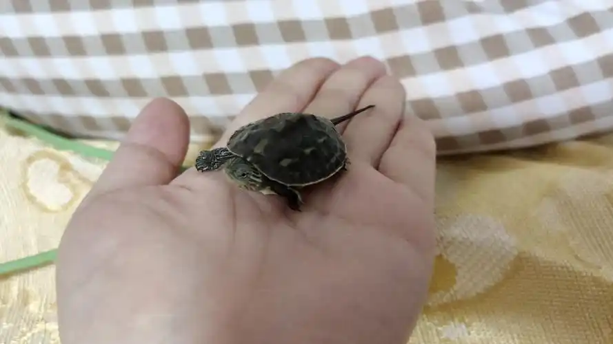 我家刚刚出生的小乌龟