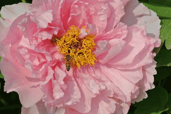 当春满大地时,牡丹才绽放出她那甜美的笑靥.