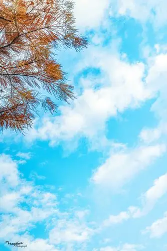 天气晴好的冬日树枝的枯与黄显得天空更加温暖