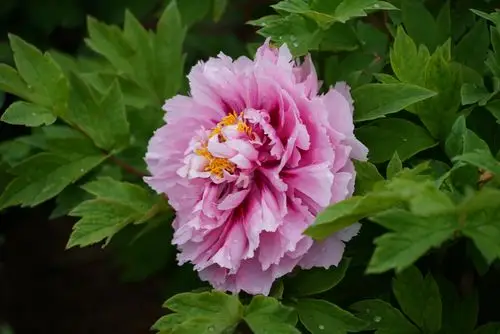 牡丹花开富贵,佑我华夏平安.