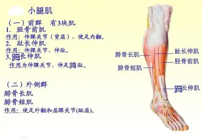 人体小腿肌肉分布轮廓图_健身器材网