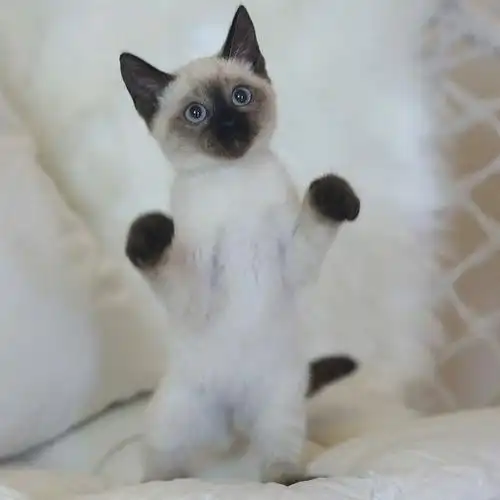 无偿领养暹罗猫咪活物英国短毛猫银渐层英短蓝猫宠物猫活体送衣服