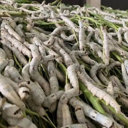 大白蚕结茧蚕大蚕成年蚕活蚕吃新鲜桑叶5龄四五龄蚕宝宝白蚕卵50粒