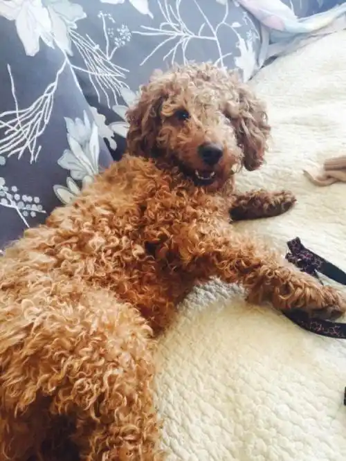 (赠送)脾气不好的杂交泰迪免费赠送