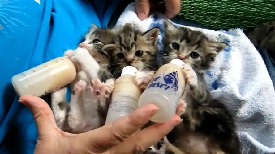 小奶猫喝奶奶好可爱哦