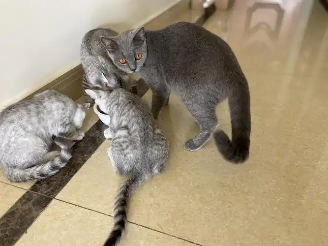 600元一口价 英短银渐层和英短蓝猫生的宝宝找主人 .