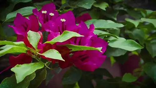 叶子花属分支在花园