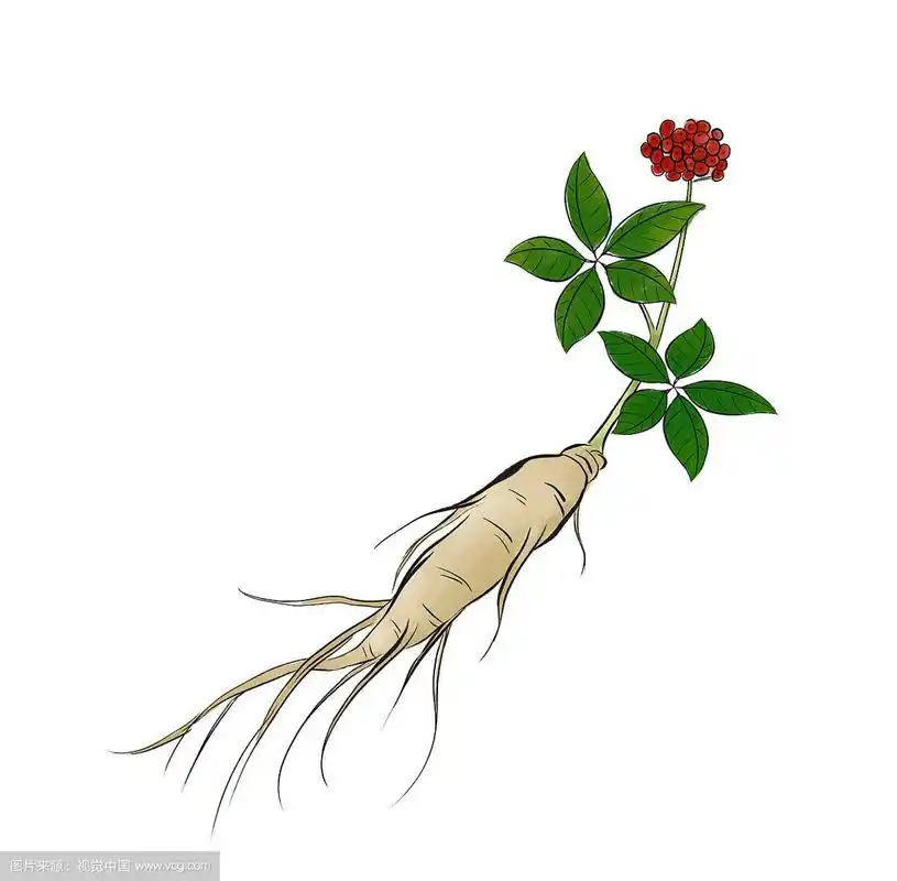 人参插画