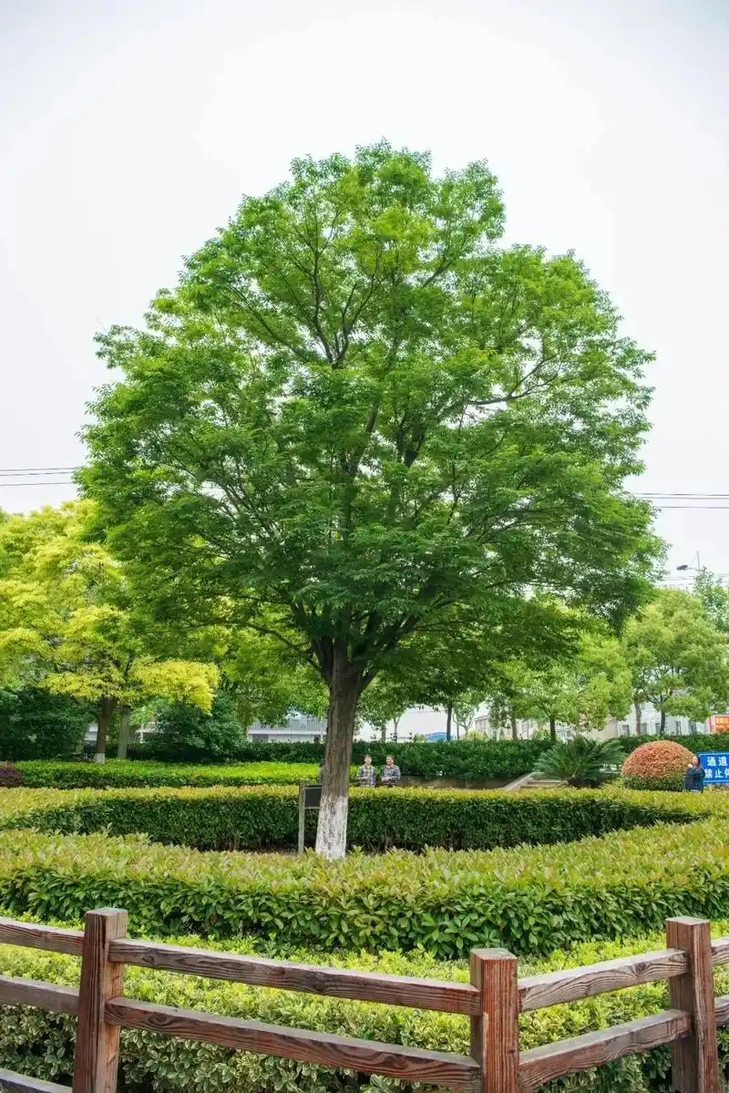 【提示】你知道上海有哪些高寿的榉树吗?|上海市_新浪财经_新浪网