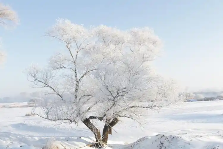 "人仙妖" 三界组合冰雪游