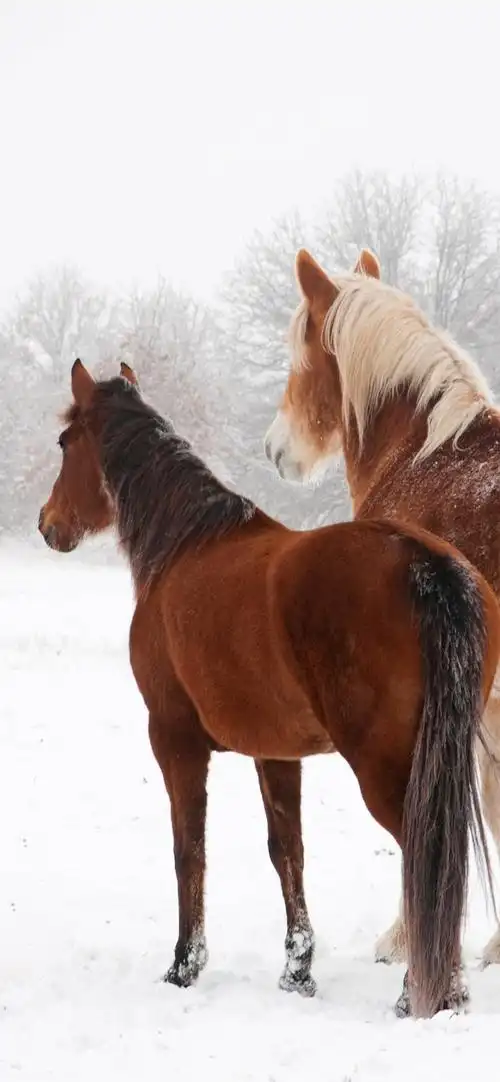 两匹马在冬天,雪,后视图 iphone 壁纸