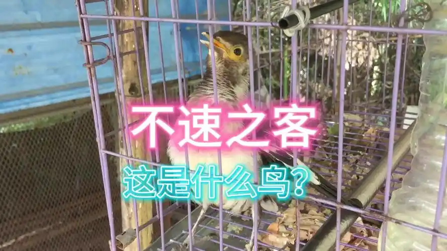 农村老家来了位不速之客,大家看看这是啥品种的鸟?