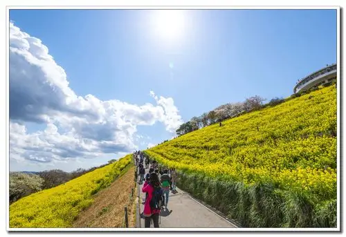 艳阳高照春光里