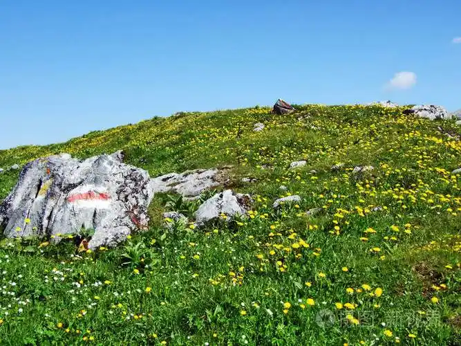 瑞士圣加伦州丘尔弗林山脉山坡上的高山牧场和草地