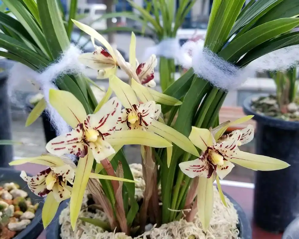 原创用兰花石栽兰花几天浇一次水比较好兰花石养兰花的优缺点