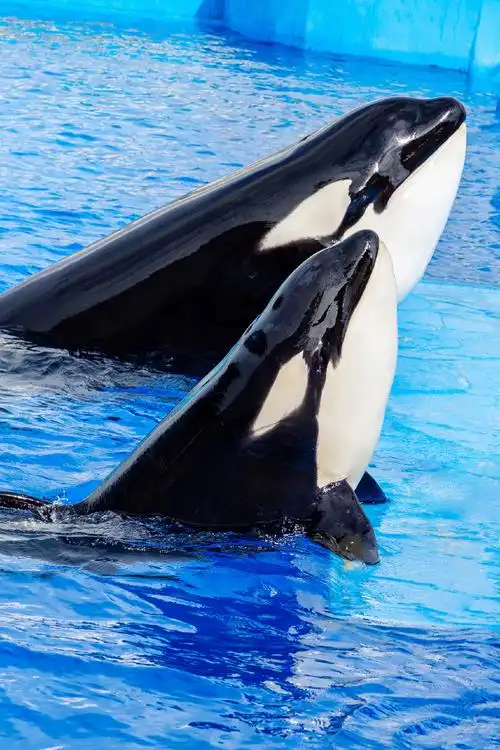 在上海海昌海洋公园,小虎鲸"胖豆丁"和她的妈妈"饼干"将为我们带来