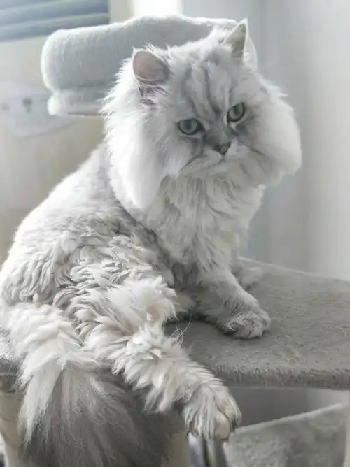 我也是金吉拉,我的发型是不是超酷?