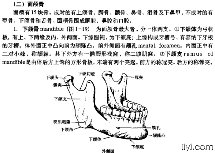 下颌骨-系统解剖学(七年制).gif