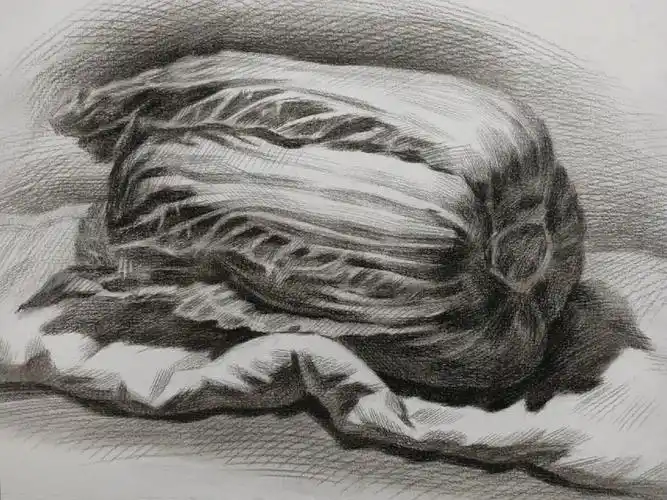素描大白菜步骤图