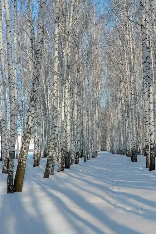 厚厚的雪,冬天,桦树