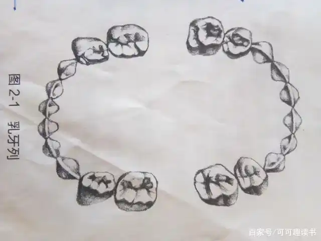 关爱牙齿,关爱生活