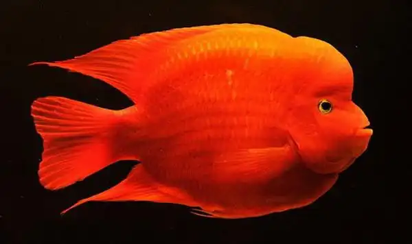 鹦鹉鱼种类详细介绍