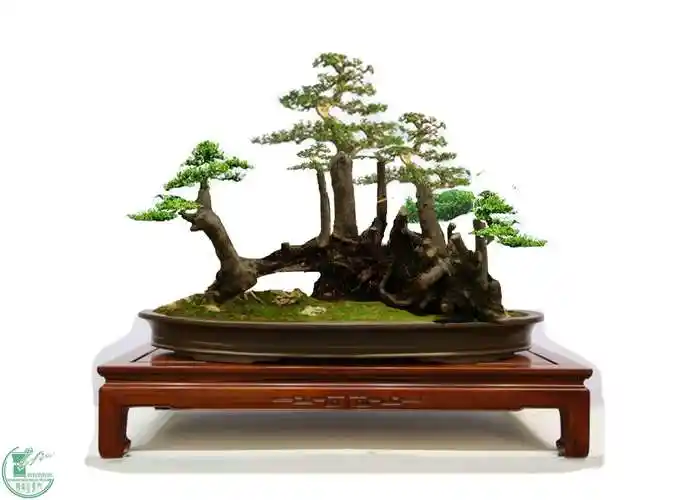 一个过桥对节丛林这样设计请各位板砖