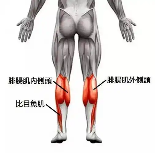 皇家比目鱼---袭扰皇马的比目鱼肌伤势是怎么回事